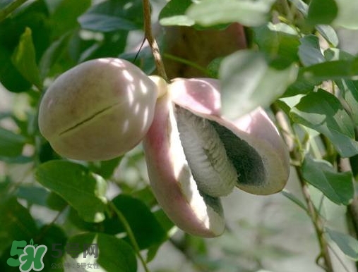 八月瓜可以補(bǔ)腎嗎？八月瓜的營養(yǎng)價值