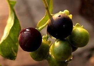 龍葵果可以治癌癥嗎？吃龍葵果有什么好處