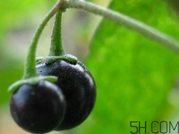 龍葵果可以吃嗎？龍葵果能不能當(dāng)水果吃