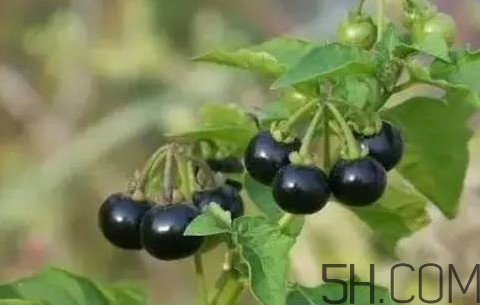 龍葵果可以治療近視眼嗎？龍葵果可以泡水喝嗎