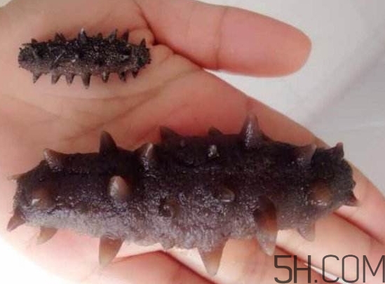 海參是海鮮嗎？海參是動物還是植物？