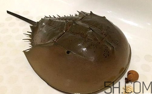 中華鱟是保護動物嗎？中華鱟和圓尾鱟的區(qū)別
