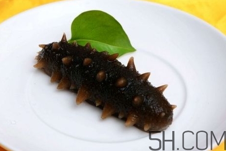 海參是高蛋白食物嗎？海參是素食嗎？