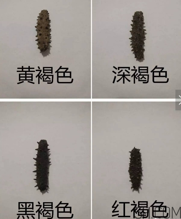 海參顏色深好還是淺好？海參顏色發(fā)白時(shí)怎么回事？