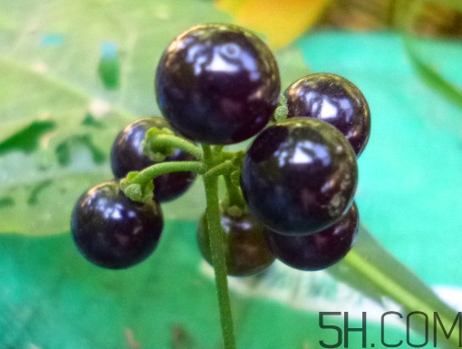 龍葵果泡酒有什么功能？龍葵果的功效與作用