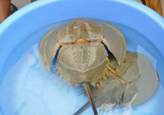 中華鱟能吃嗎？中華鱟怎么讀