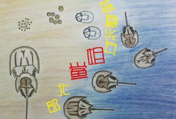 中華鱟能活多久？中華鱟最大能長(zhǎng)多大