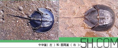 中華鱟是保護動物嗎？中華鱟和圓尾鱟的區(qū)別