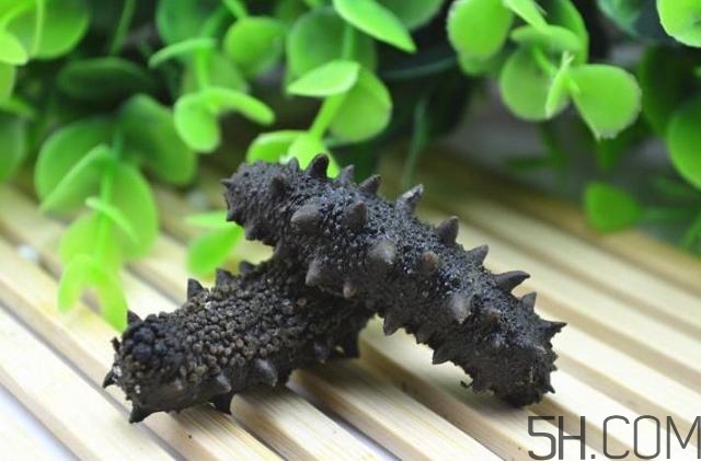 海參是越大越好嗎？海參的生長年限與營養(yǎng)價(jià)值有關(guān)嗎？