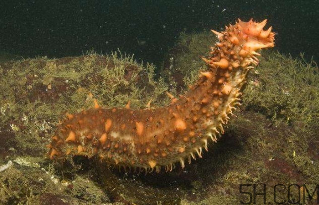 海參是海鮮嗎？海參是動物還是植物？