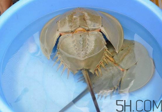 中華鱟能吃嗎？中華鱟怎么讀