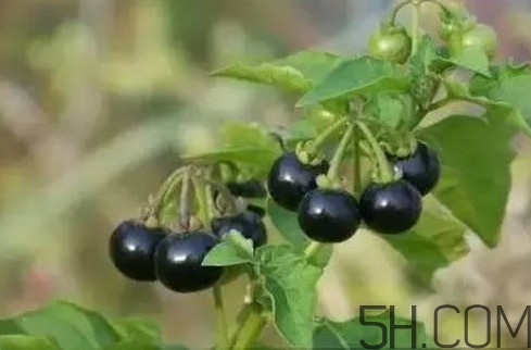 龍葵果是黑天天嗎？龍葵果是黑枸杞嗎？