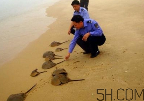 中華鱟是保護動物嗎？中華鱟和圓尾鱟的區(qū)別