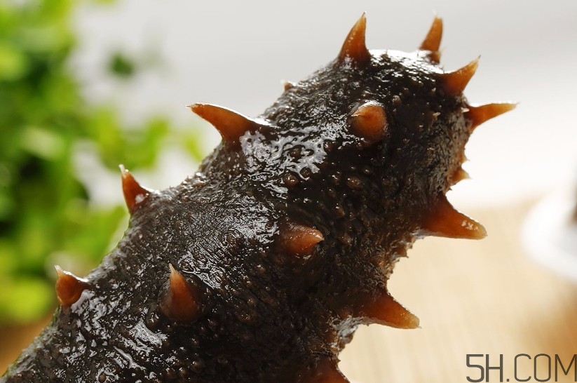 海參是海鮮嗎？海參是動物還是植物？