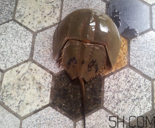 中華鱟多少錢一斤？中華鱟有什么藥用價(jià)值