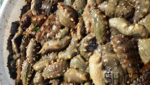 海參顏色深好還是淺好？海參顏色發(fā)白時(shí)怎么回事？