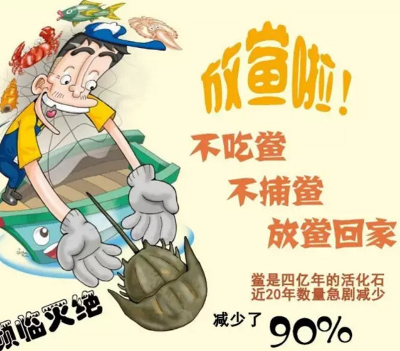 中華鱟能活多久？中華鱟最大能長(zhǎng)多大