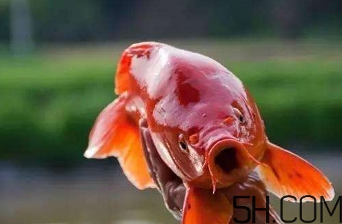 荷包紅鯉魚(yú)多少錢(qián)一斤？荷包紅鯉魚(yú)能吃嗎