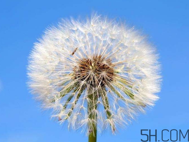 蒲公英能去胎毒嗎？吃什么可以去胎毒？