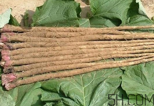 牛蒡與什么食物相生相克？牛蒡和山藥有什么區(qū)別