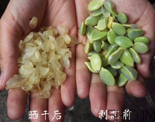 皂角米什么人不能吃？皂角米什么地方產(chǎn)的好？