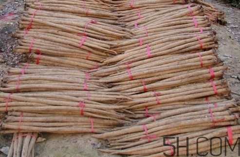牛蒡用去皮嗎？牛蒡茶什么時候喝最好