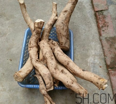 牛蒡是牛大力嗎？牛蒡和牛大力的區(qū)別
