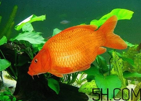 荷包紅鯉魚(yú)多少錢(qián)一斤？荷包紅鯉魚(yú)能吃嗎