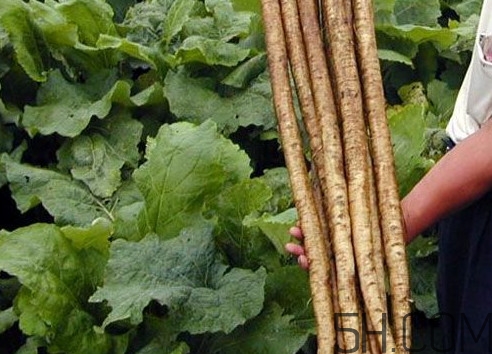 牛蒡要種多久才可以收割？女性喝牛蒡茶有什么好處