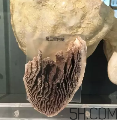 牛百葉和毛肚是一個(gè)東西嗎？牛百葉上面有層黑皮能吃嗎？