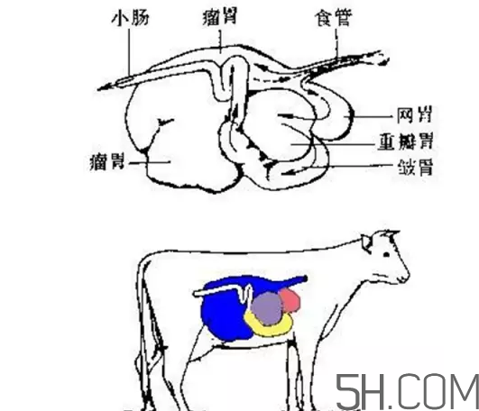 牛百葉和毛肚是一個(gè)東西嗎？牛百葉上面有層黑皮能吃嗎？