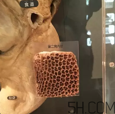牛百葉和毛肚是一個(gè)東西嗎？牛百葉上面有層黑皮能吃嗎？