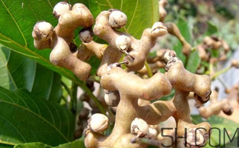 拐棗能夠治療風(fēng)濕嗎？拐棗的藥用價(jià)值有哪些？