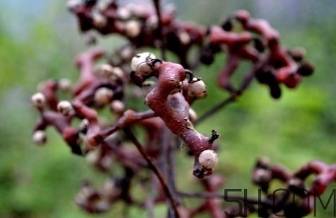 血藤跟拐棗可以一起泡酒嗎？拐棗可以和什么搭配泡酒？