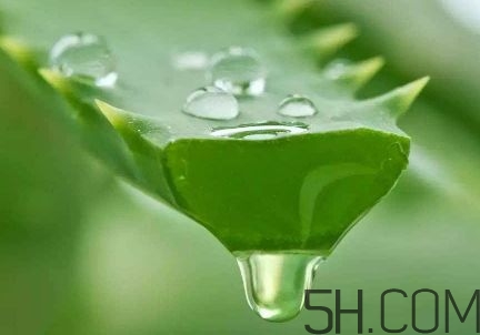 蘆薈泡酒可以喝嗎？蘆薈泡酒治什么??？