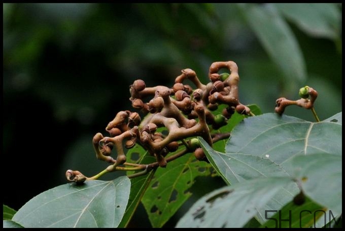 拐棗能夠治療風(fēng)濕嗎？拐棗的藥用價(jià)值有哪些？