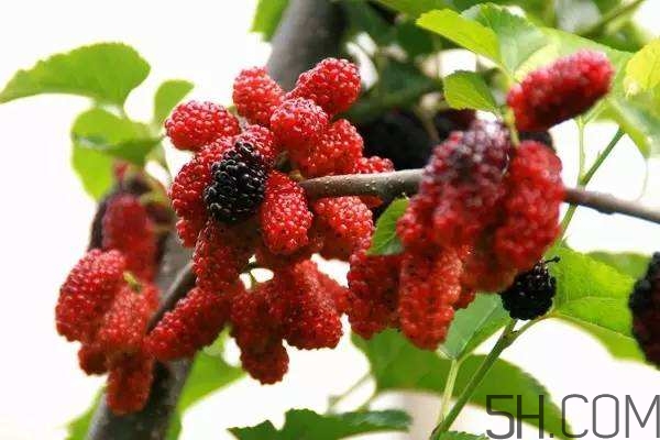 血藤跟拐棗可以一起泡酒嗎？拐棗可以和什么搭配泡酒？