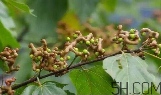拐棗可以和枸杞一起泡酒嗎？拐棗和枸杞泡酒怎么做？