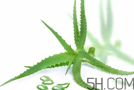 蘆薈泡酒可以喝嗎？蘆薈泡酒治什么病？