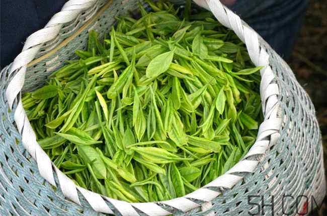 茶葉發(fā)霉是什么樣子？茶葉發(fā)霉怎么鑒別？