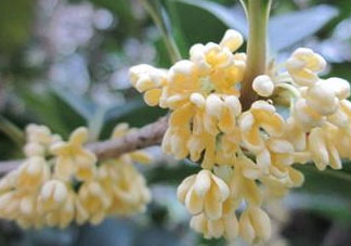 桂花可以放冰箱嗎？新鮮桂花可以放冰箱嗎？