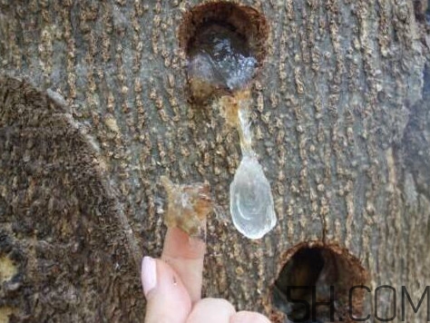 雪燕孕婦可以吃嗎？雪燕的價(jià)格多少錢一斤