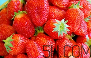 草莓都有哪些熱門品種？草莓怎么放不容易壞？