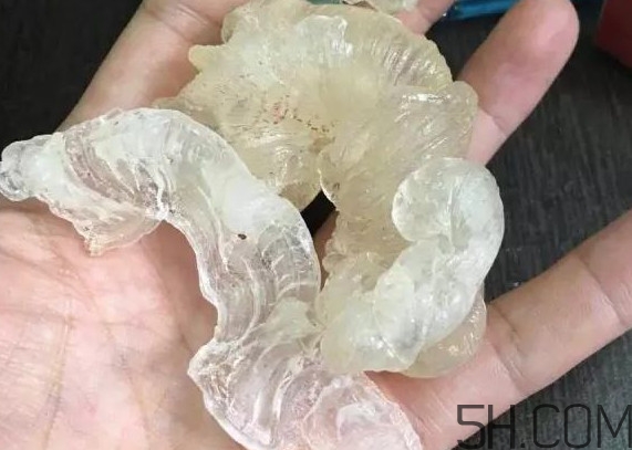雪燕是燕窩嗎？雪燕是怎么形成的