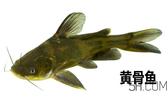 黃骨魚是發(fā)物嗎？黃骨魚是什么魚？