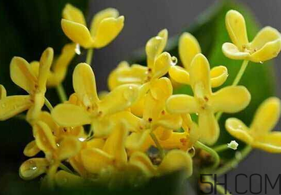 桂花可以放冰箱嗎？新鮮桂花可以放冰箱嗎？
