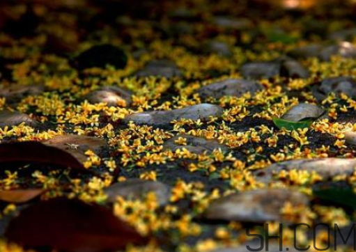 桂花可以放冰箱嗎？新鮮桂花可以放冰箱嗎？