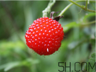 覆盆子的作用有哪些？覆盆子和桑葚哪個好吃？