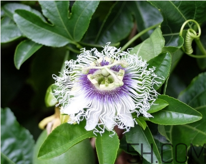 什么時(shí)候種植百香果最適宜？百香果軟的好還是硬的好？