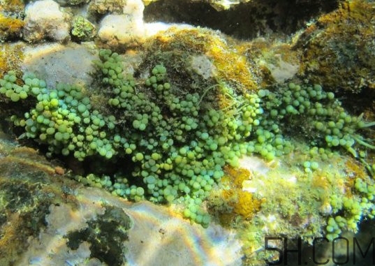 海葡萄多少錢一斤？海葡萄是什么味道